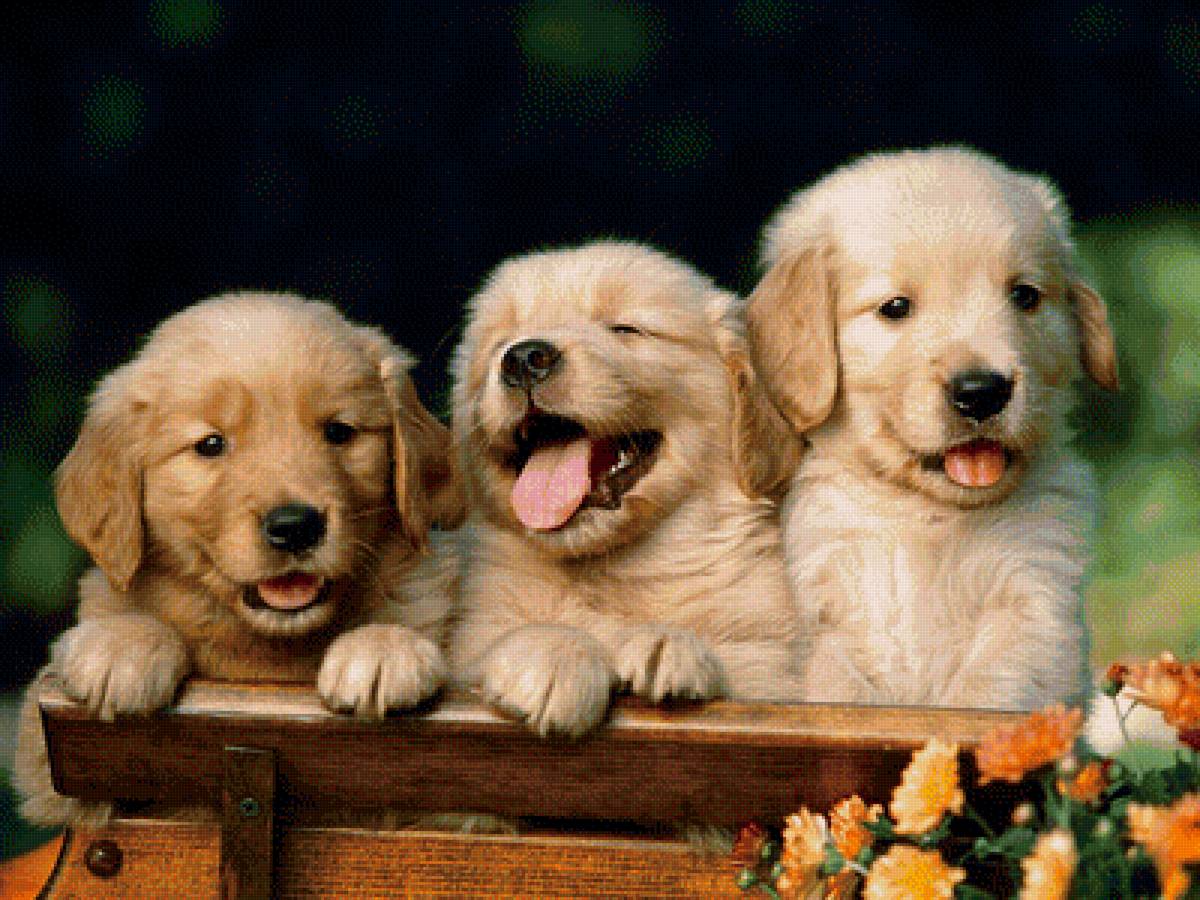 Щенки - щенки, цветы, животные, собака, щенок - предпросмотр