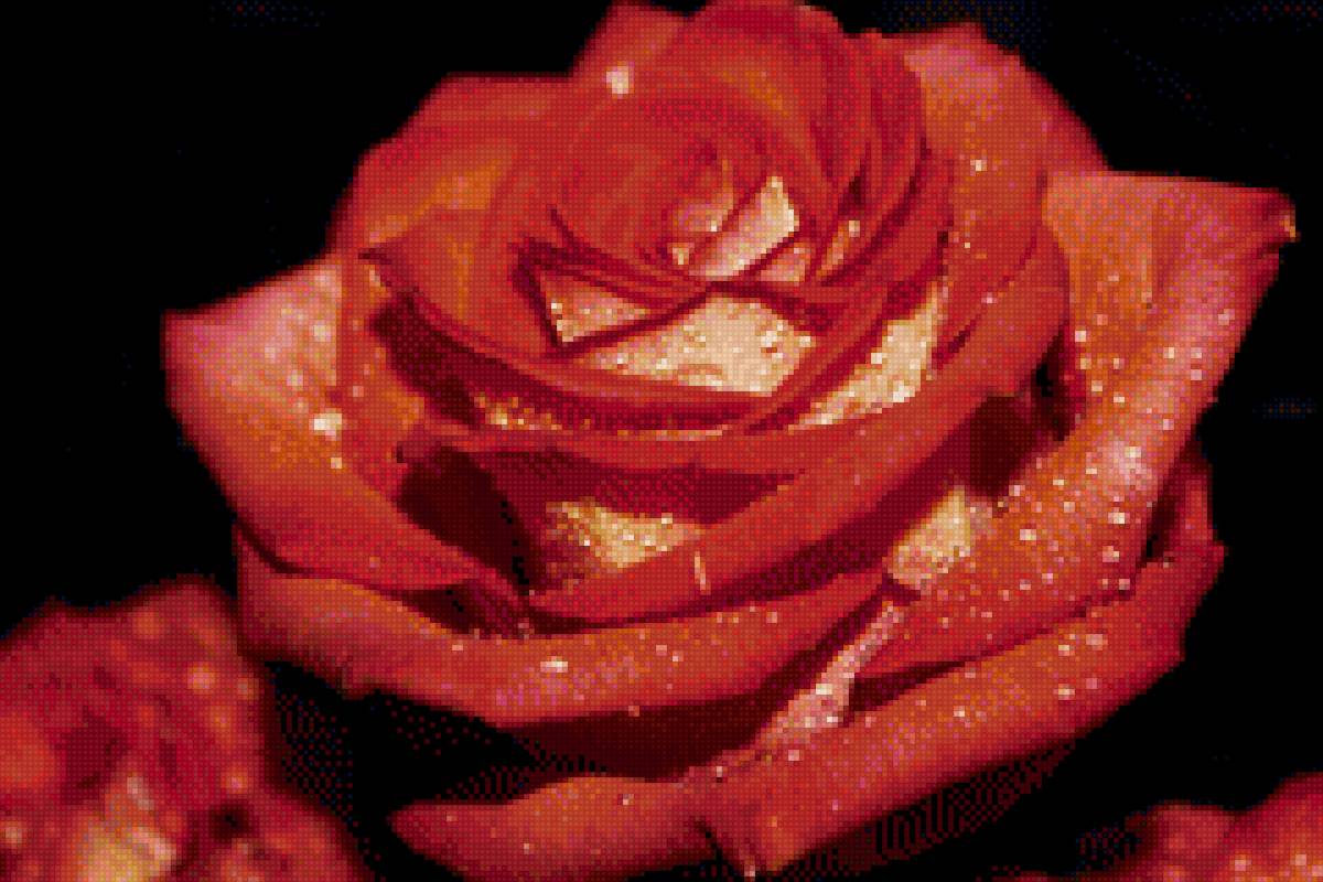 Rosa - предпросмотр