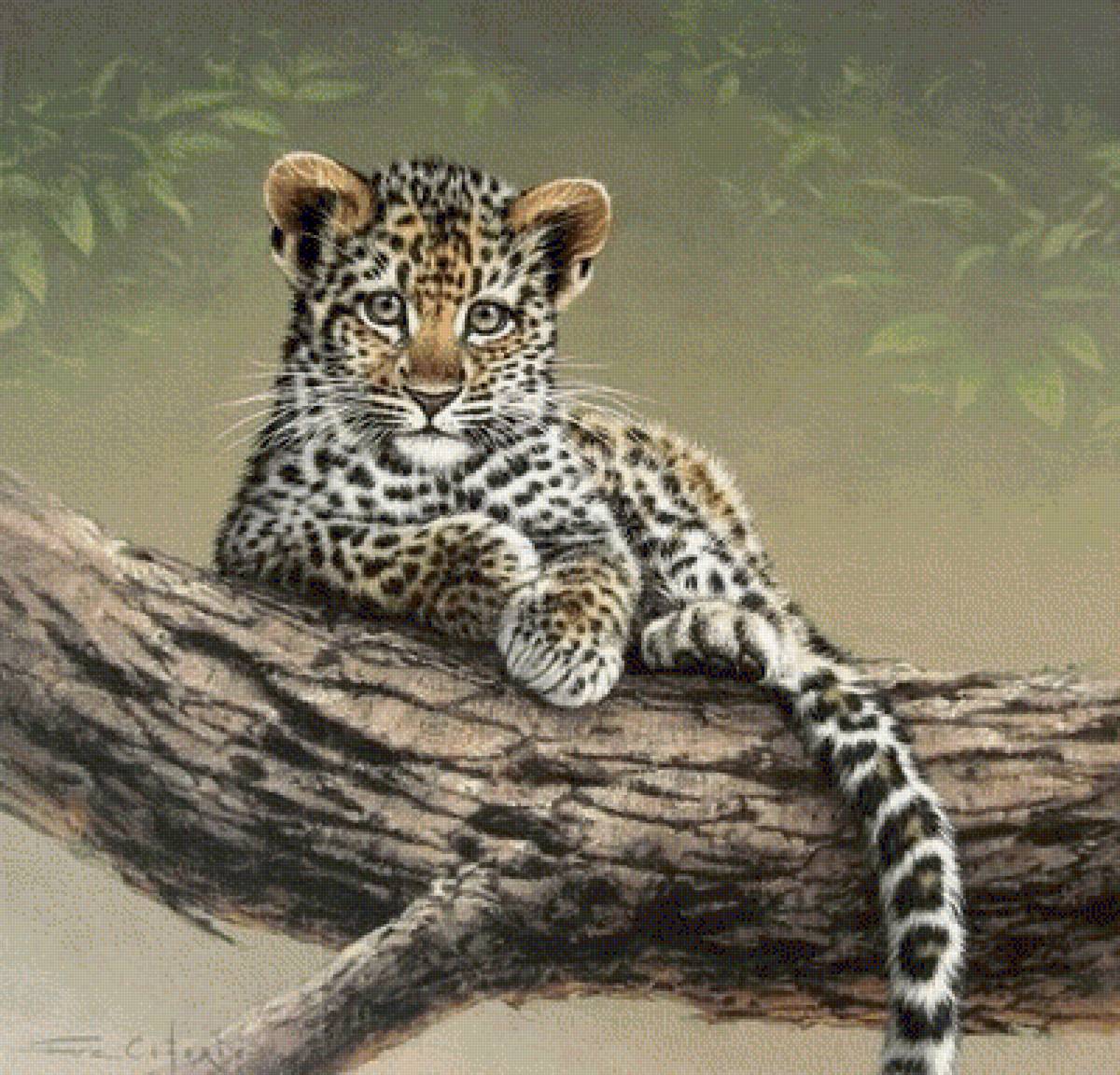 ДИКАЯ КОШКА - природа, кошка, дикие животные - предпросмотр