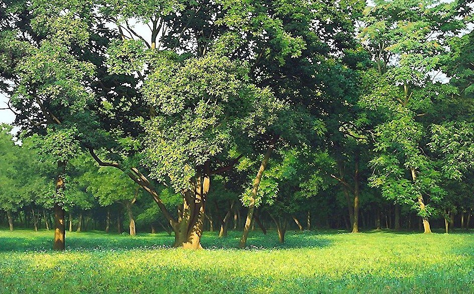 пейзаж - лето, лес - оригинал