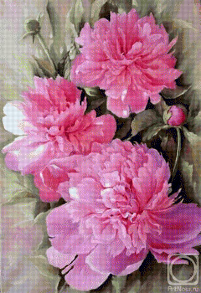 piwonie - olej - предпросмотр