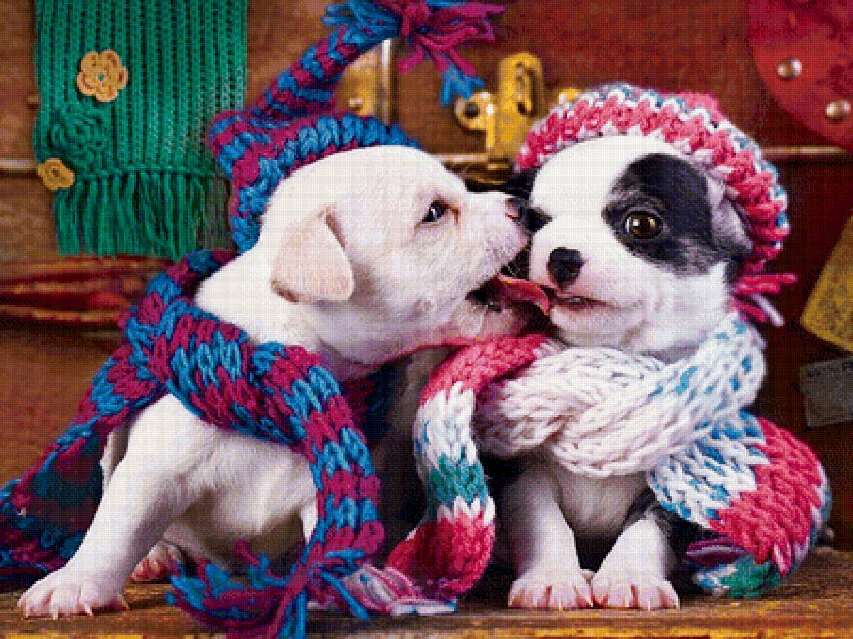 Друзья - щенок, собачки, щенки, животные - предпросмотр