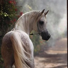 Серый скакун