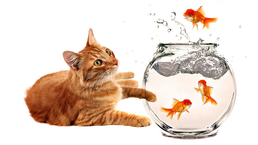 Мир животных - рыбки, аквариум, кот, рыжик - оригинал