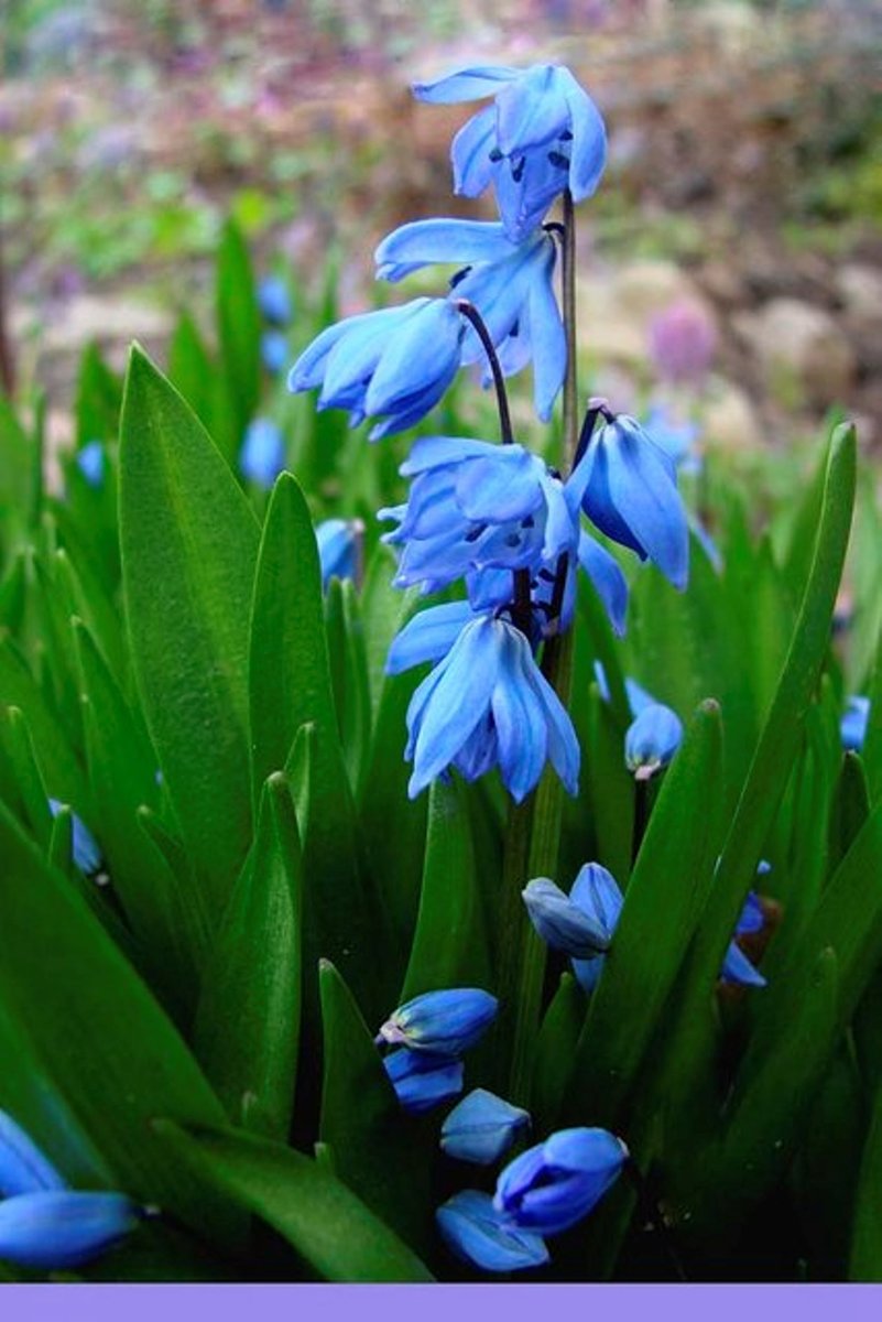 проліски - оригинал