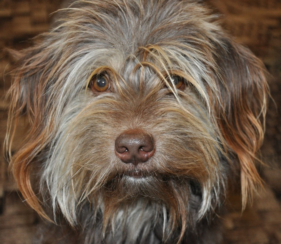 Пёс - #пес #собака #домашнийлюбимец - оригинал