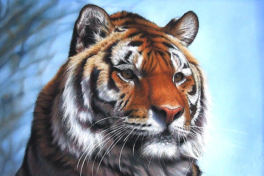 тигр - мир животных - оригинал