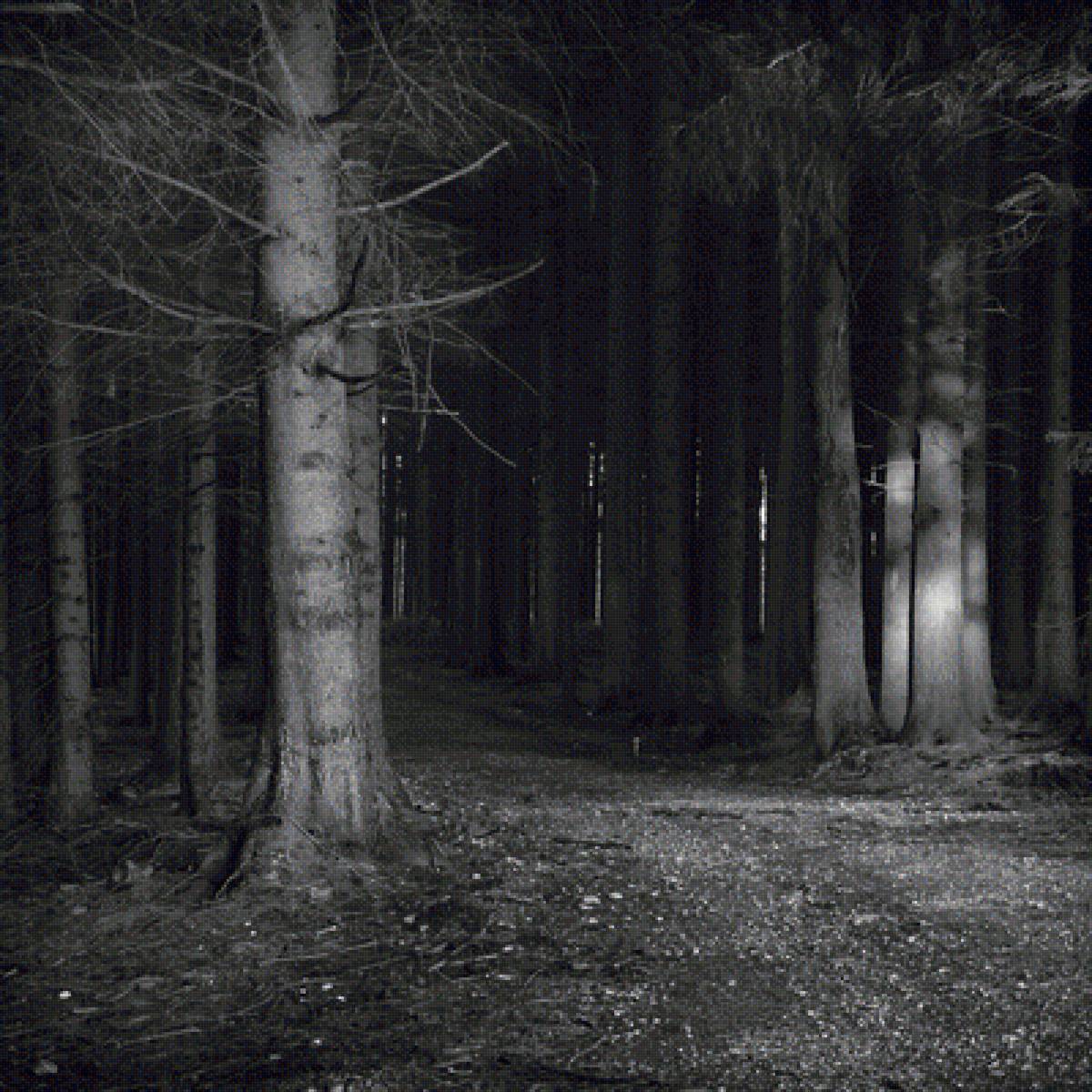 ЛЕС - чб, березы, ночь, лес - предпросмотр