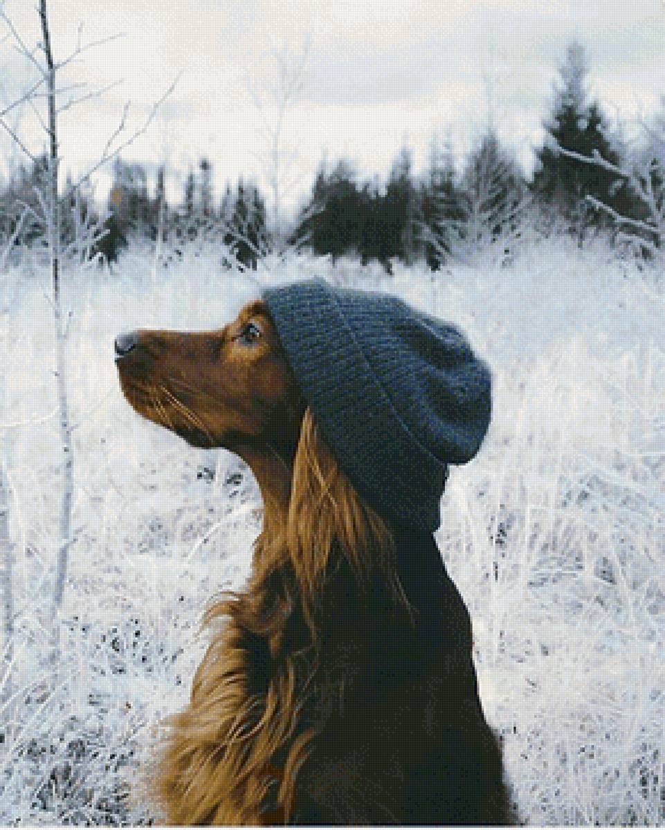 пёс - зима, собака - предпросмотр