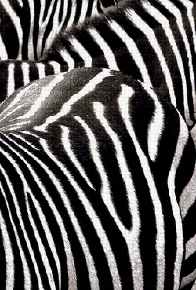 зебра - зебра, лошадь, животные, африка, чб - предпросмотр