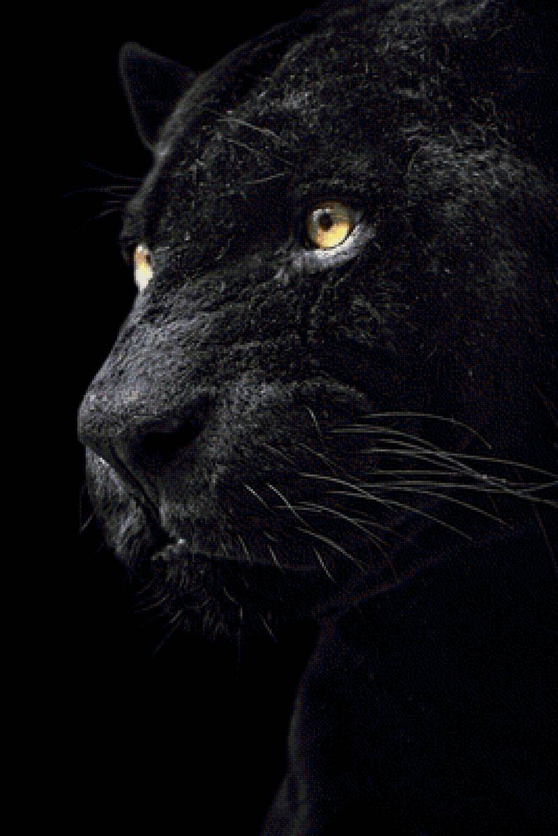 пантера - черная кошка, большая кошка, пантера - предпросмотр
