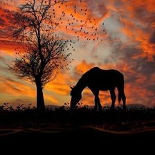 Схема вышивки «лошадь»