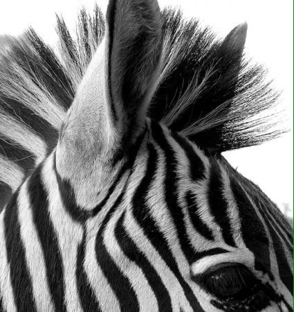 зебра - зебра, африка, лошадь, чб, животные - оригинал