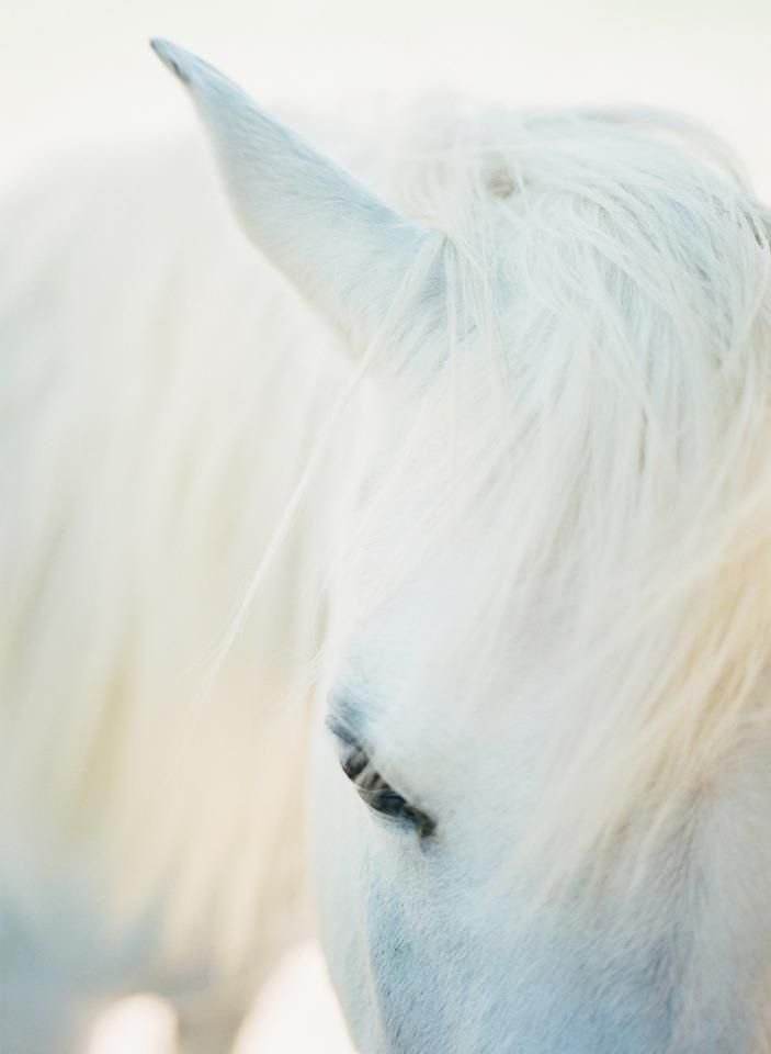лошадь - белый, белая лошадь, лошадь - оригинал