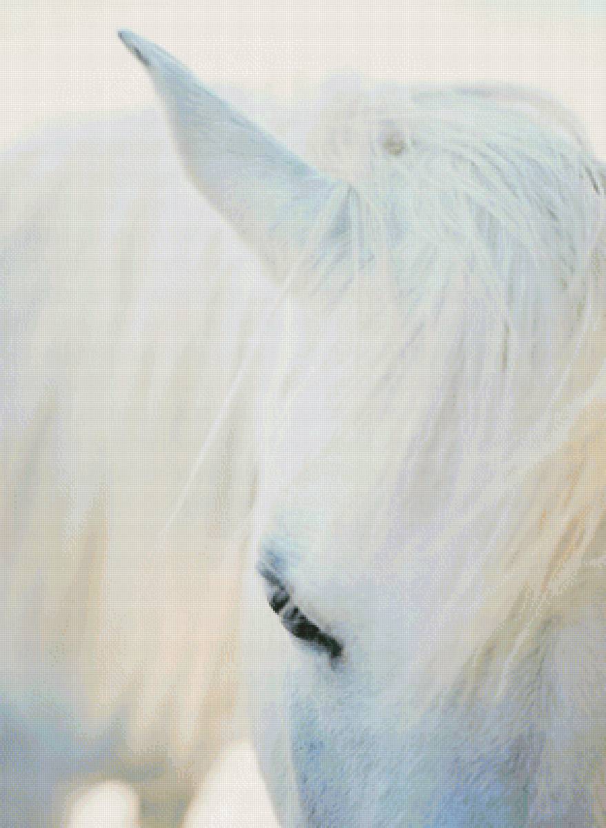 лошадь - белый, белая лошадь, лошадь - предпросмотр