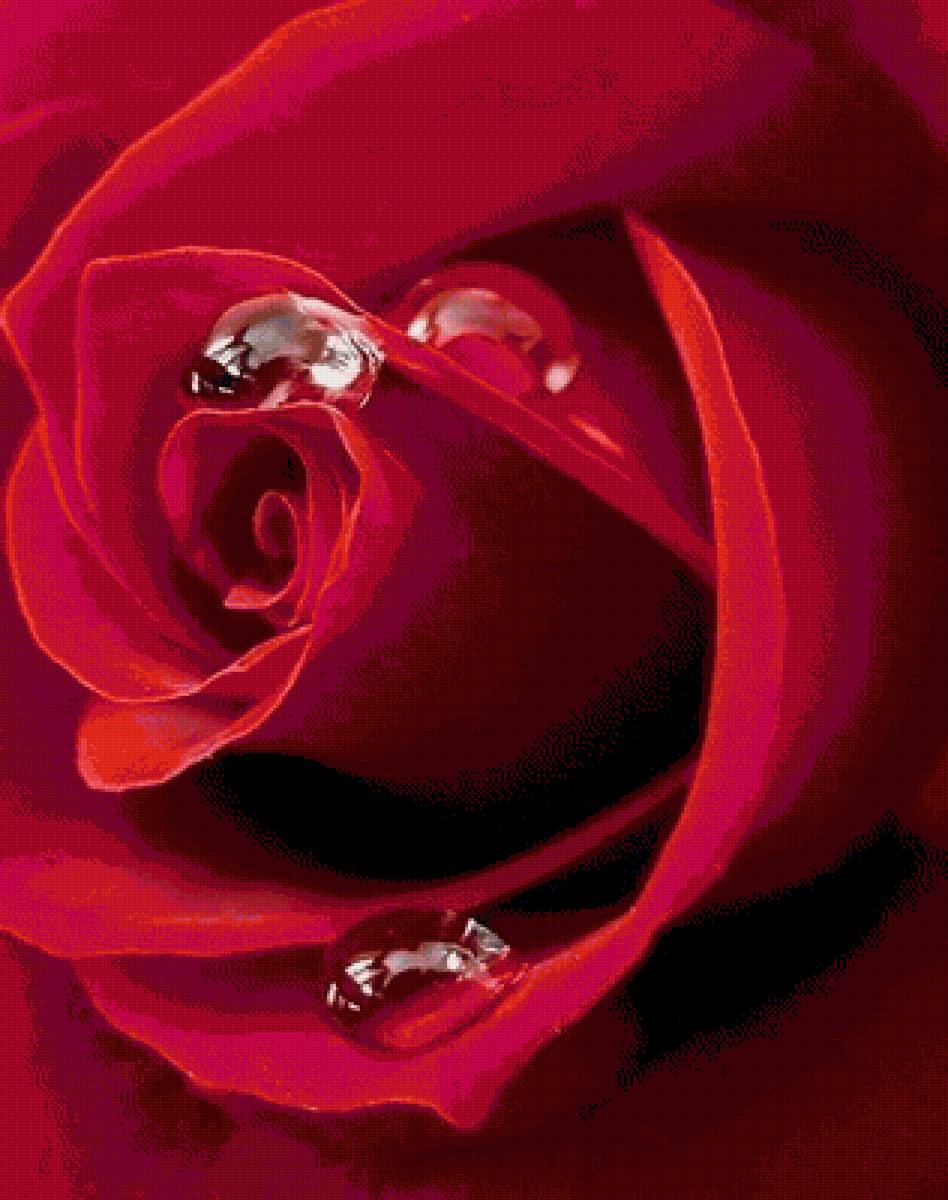 Роза - флора, красная роза, цветы, роза - предпросмотр