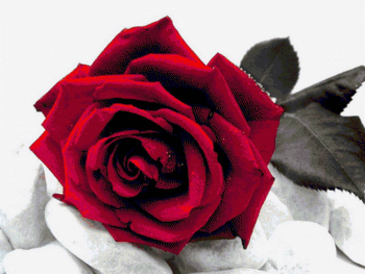 Троянда на камені - предпросмотр