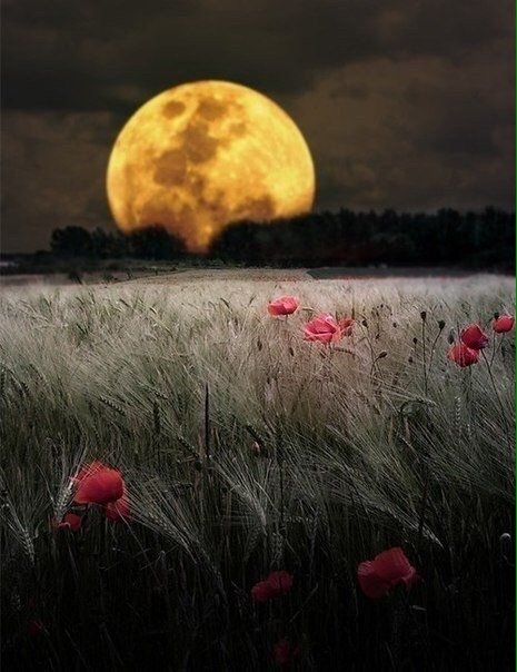 луна - лунная ночь, луна, поле, цветы.природа, ночь, красные цветы - оригинал