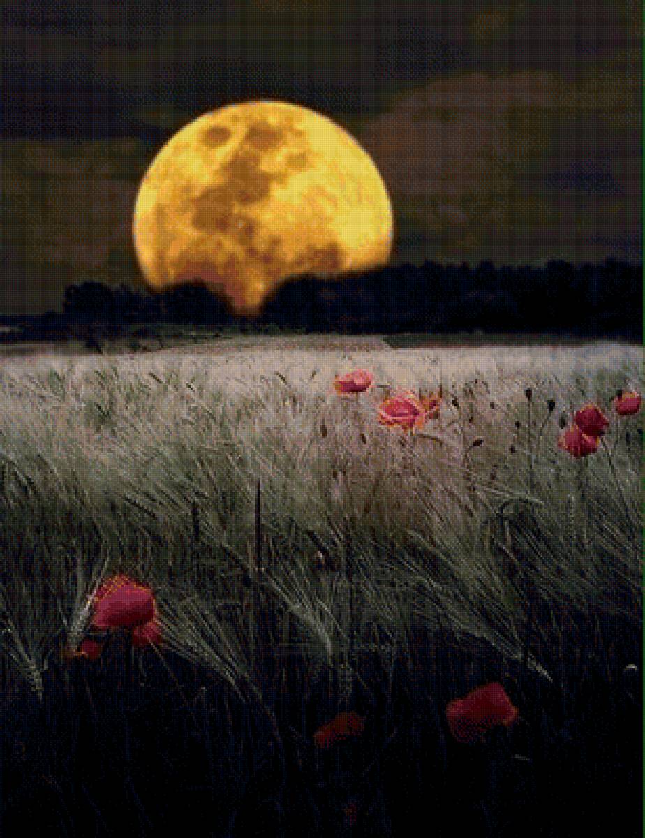 луна - лунная ночь, ночь, цветы.природа, луна, красные цветы, поле - предпросмотр