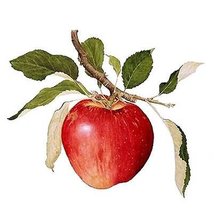 Оригинал схемы вышивки «яблоко» (№1914218)
