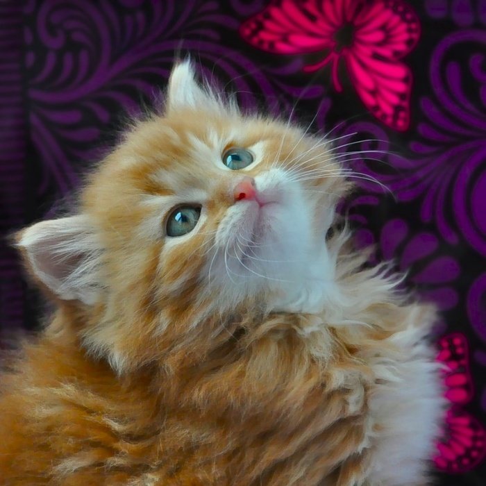 Котик рыжий! - оригинал