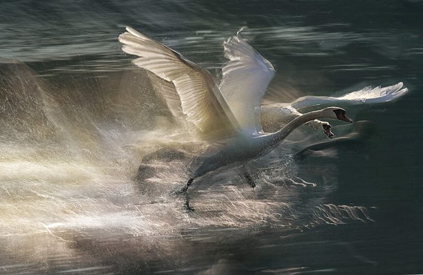 SPRING TIME - лебеди, by milan malovrh, вода, природа - оригинал