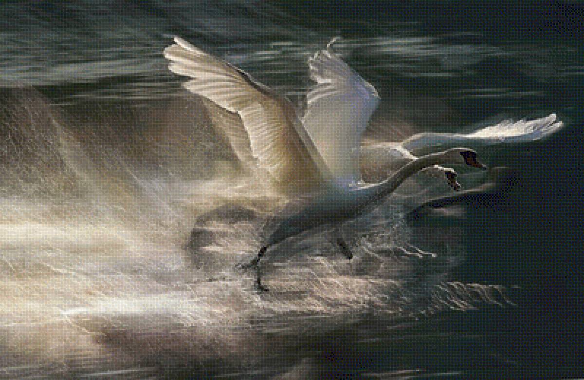 SPRING TIME - природа, лебеди, by milan malovrh, вода - предпросмотр