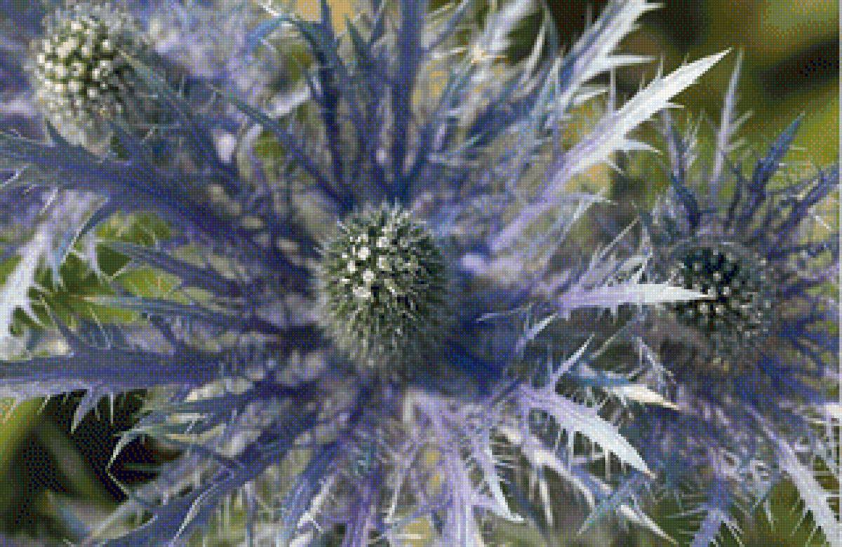 ЦВЕТОК - цветок - предпросмотр