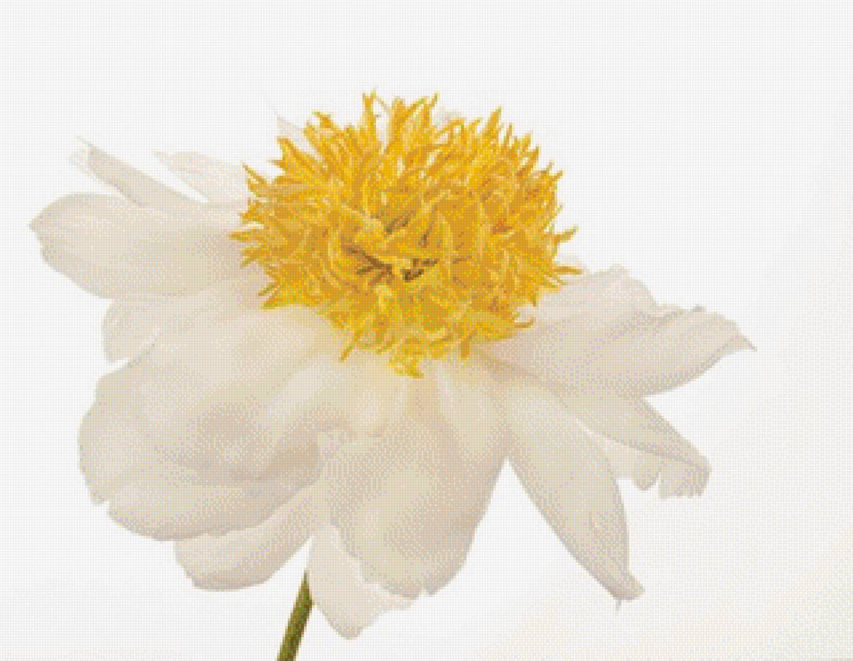 GOLD STANDARD PEONY - by susan michal - предпросмотр