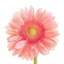 GERBERA DAISY