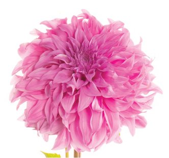 SWAN ISLAND DAHLIA - by susan michal, осение цветы - оригинал