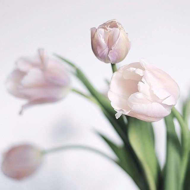 Тюльпаны - цветы - оригинал