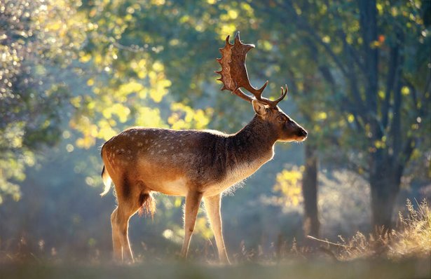 ПРИРОДА - животные, природа - оригинал