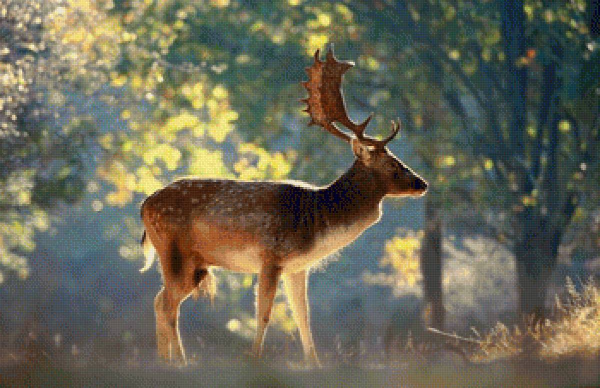 ПРИРОДА - животные, природа - предпросмотр