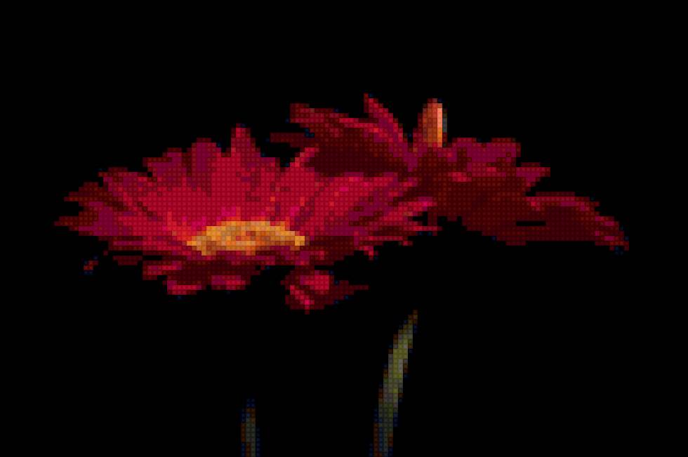 герберы - #герберы на черном#цветы#черный фон - предпросмотр