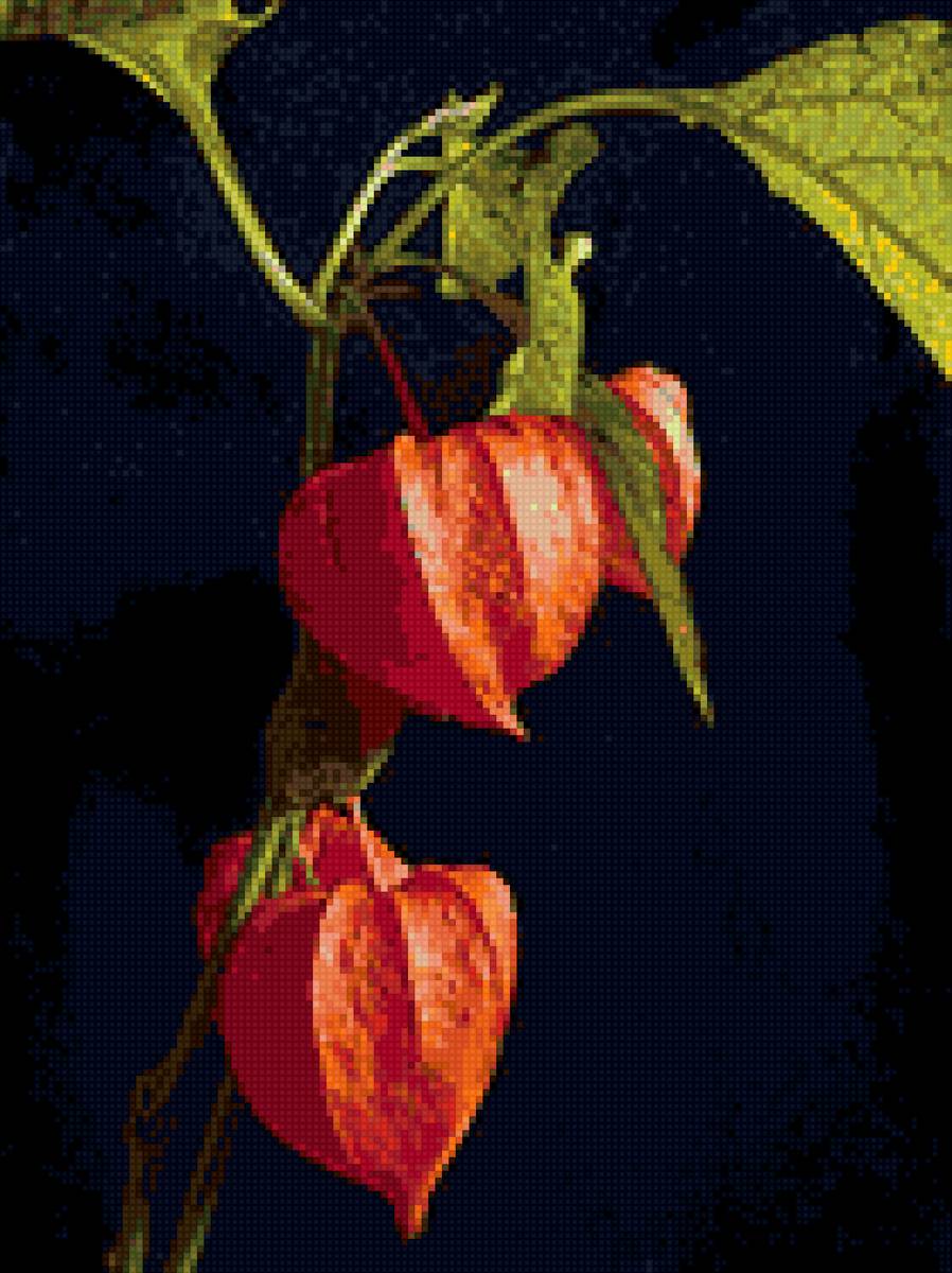 физалис - #физалис#черный фон - предпросмотр