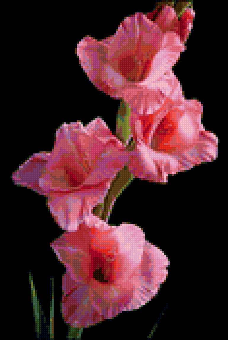 гладиолусы - #гладиолусы#черный фон#цветы - предпросмотр