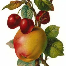 Схема вышивки «№1915180»