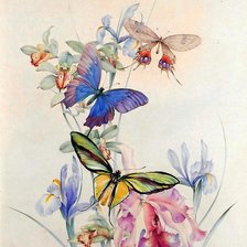 Схема вышивки «бабочки»