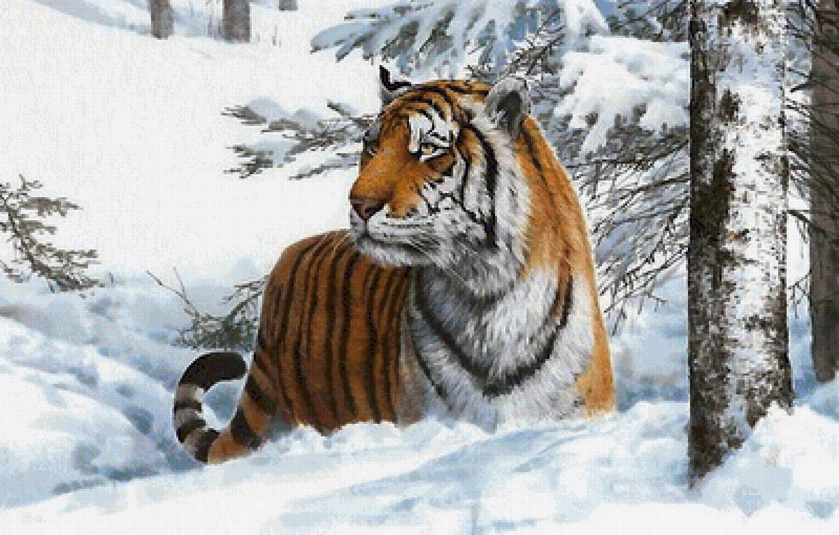 тигр - мир животных - предпросмотр