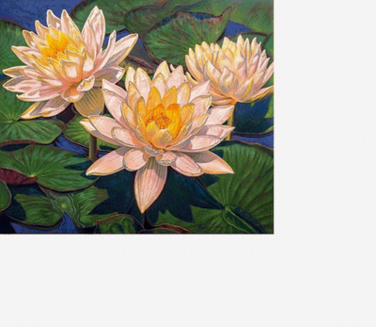 Лотос 1 - лотос, цветы - предпросмотр