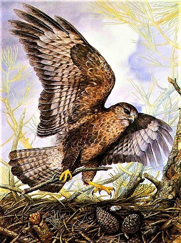 №1915889 - птицы - оригинал