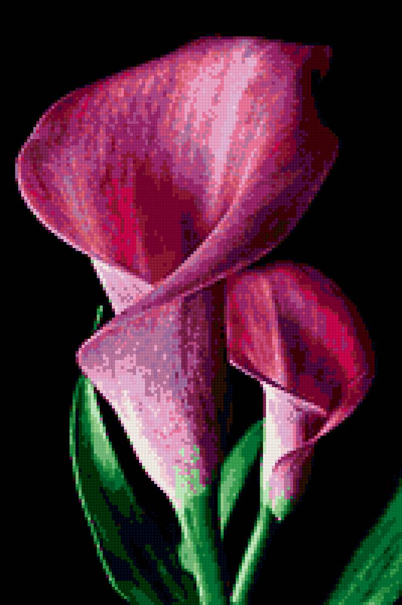 каллы - #цветы#черный фон#каллы - предпросмотр