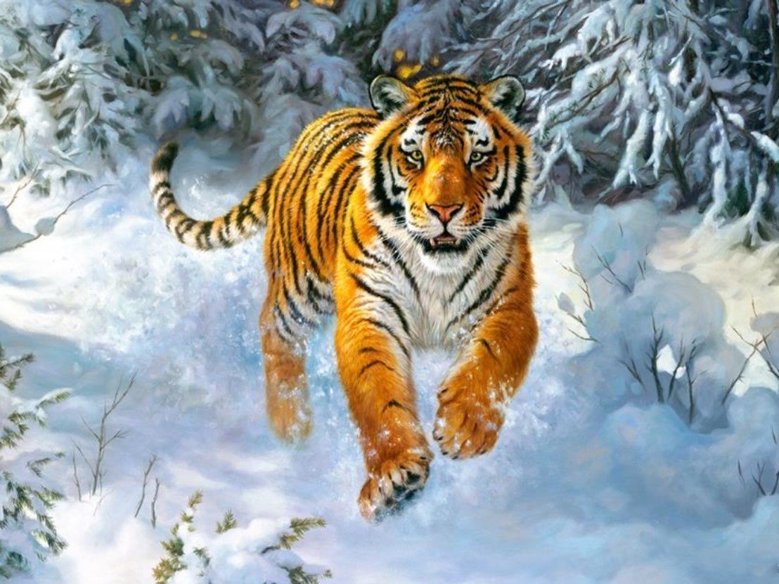 Тигр - животные, зима, снег, тигр - оригинал