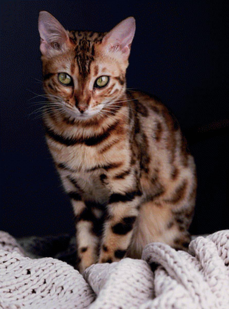 Кошечка - кошечка, животные, кошка - предпросмотр