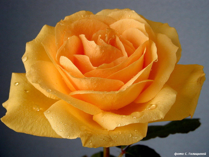 Троянда жовта - оригинал