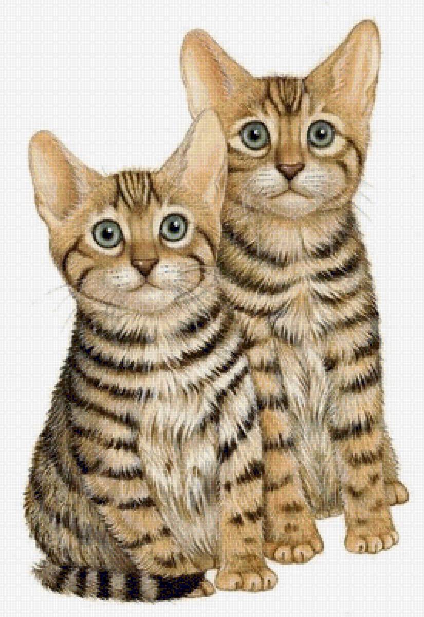 Gatti cats - cats gatti - предпросмотр