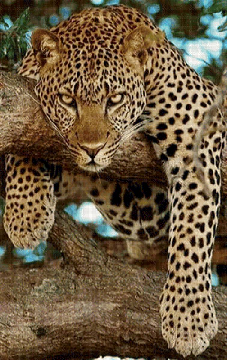 леопард - кошка леопард, ягуар - предпросмотр