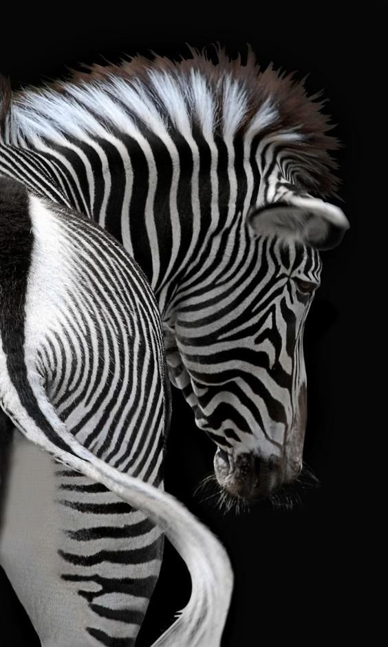 Зебра - зебра лошадь - оригинал