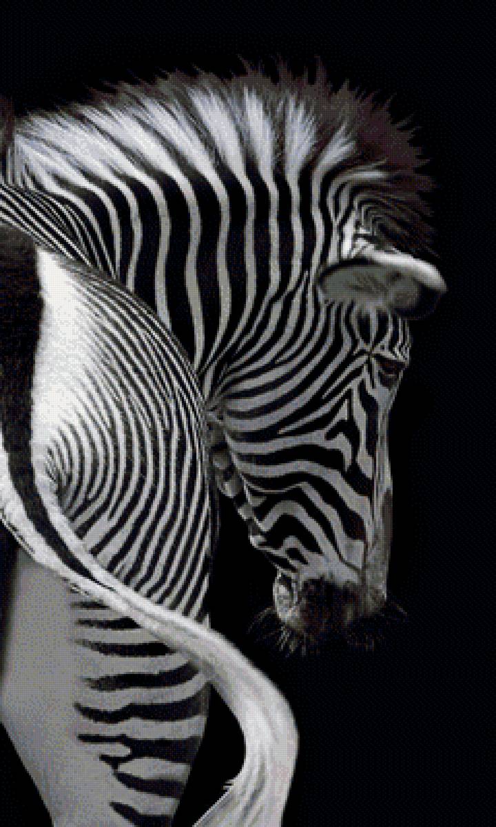 Зебра - зебра лошадь - предпросмотр